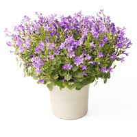 【5/9‐14着（着日指定不可）】フェアリーテイル