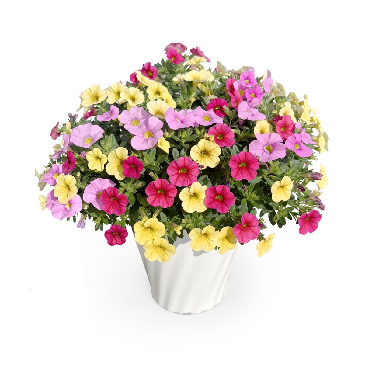 【5/7-12着（着日指定不可）】カリブラコア トロピカルミックス