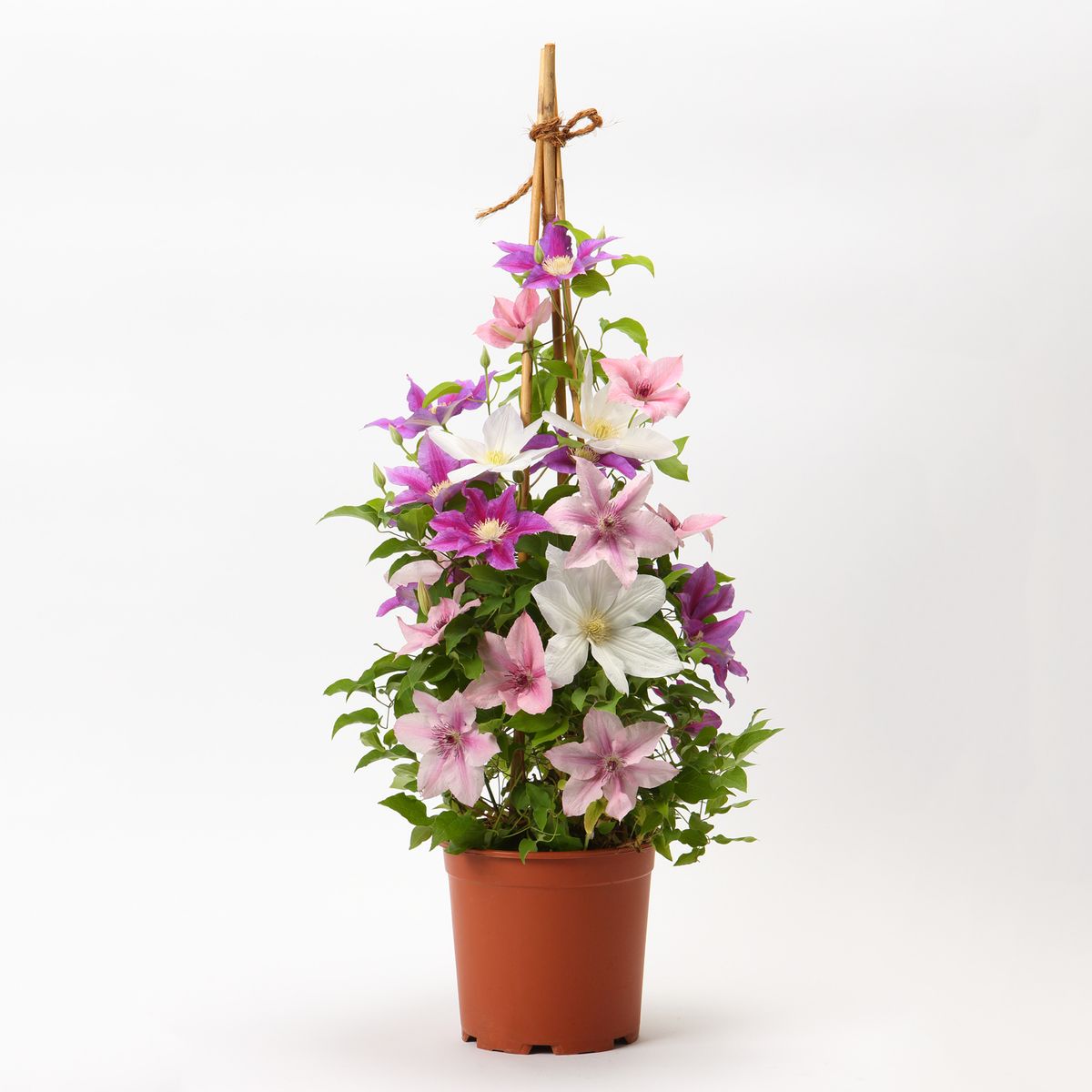 3色クレマチスタワー