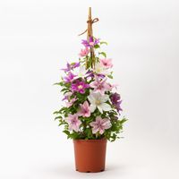 3色クレマチスタワー