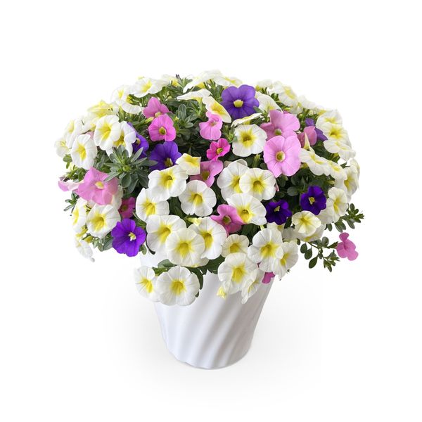 【5/7-12着（着日指定不可）】カリブラコア スプリングミックス