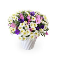 【5/7-12着（着日指定不可）】カリブラコア スプリングミックス