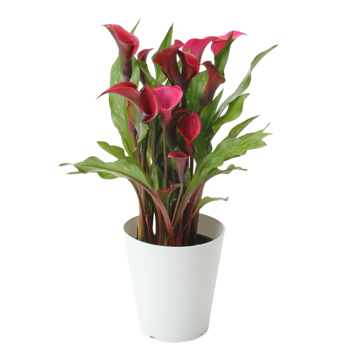 【5/7-12着（着日指定不可）】カラー TOKYO