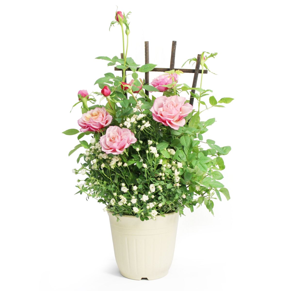 【5/5-10着（着日指定不可）】タマラ＆ミニチュアローズ