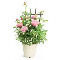 【5/5-10着（着日指定不可）】タマラ＆ミニチュアローズ