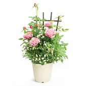 【5/5-10着（着日指定不可）】タマラ＆ミニチュアローズ