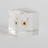 Sola cube/ローダンセ