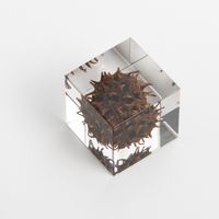 Sola cube/モミジバフウ
