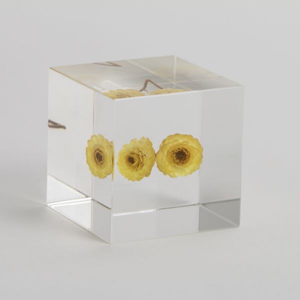 Sola cube/イモーテル