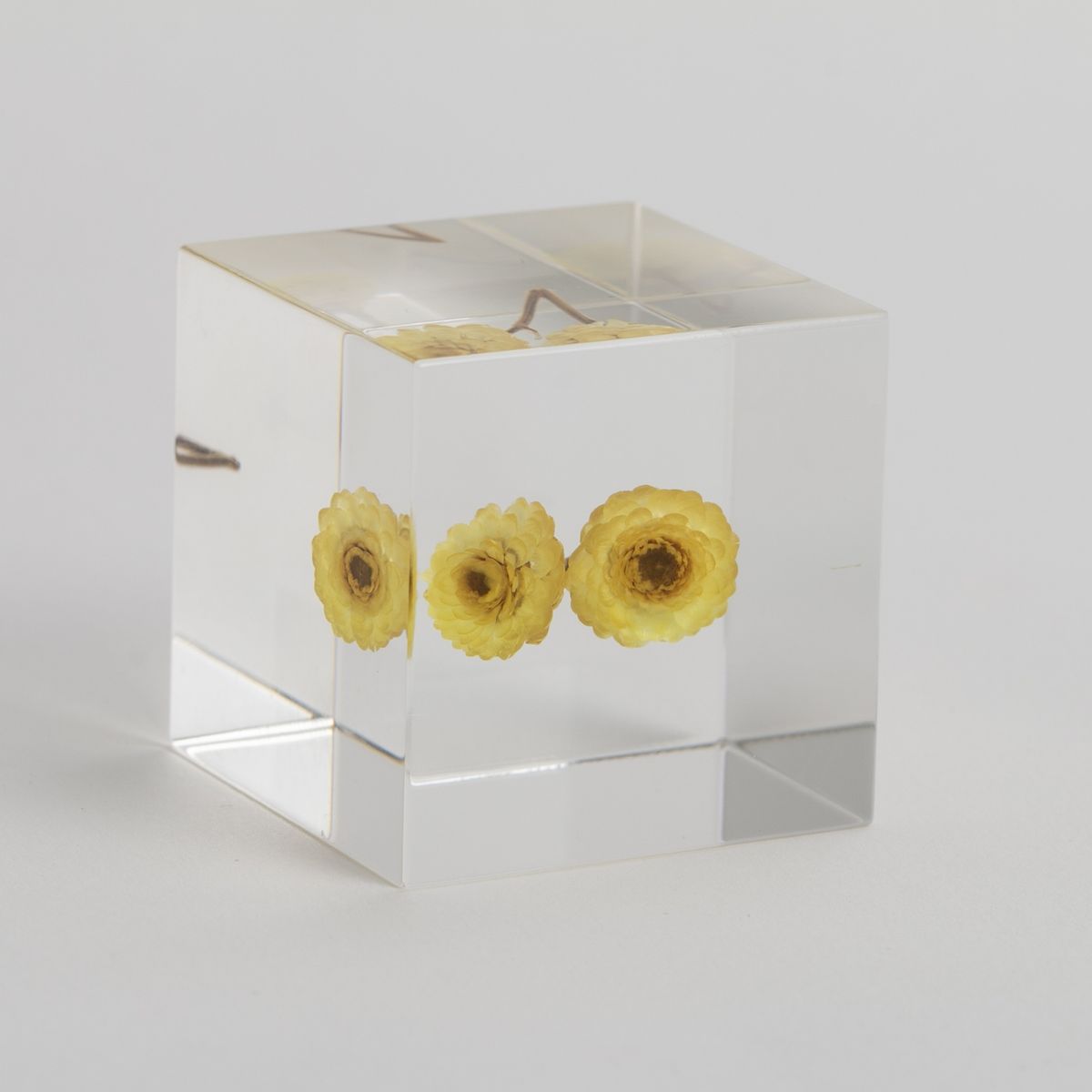 Sola cube/イモーテル