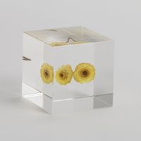 Sola cube/イモーテル