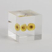 Sola cube/イモーテル