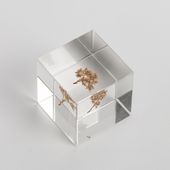 Sola cube/ライスフラワー