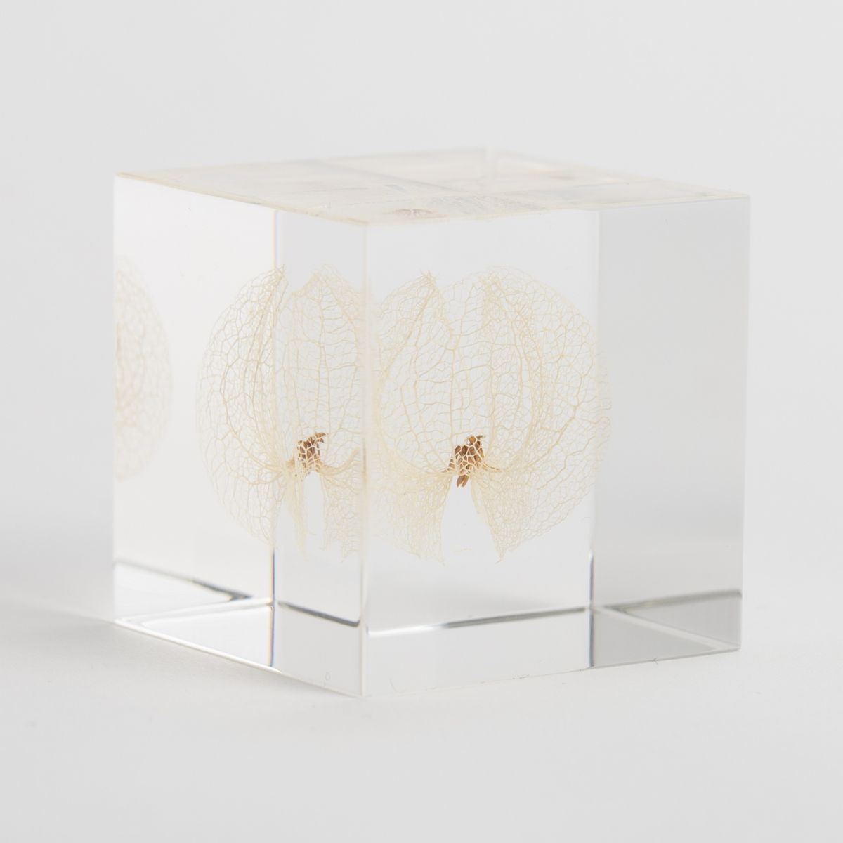 Sola cube/クロホオズキ