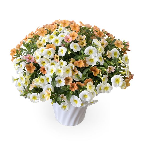 5/7-12着（着日指定不可）】カリブラコア マーマレード -次々と花を