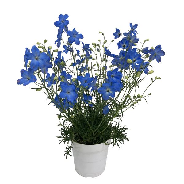 【5/7-12着（着日指定不可）】デルフィニウムチアブルー