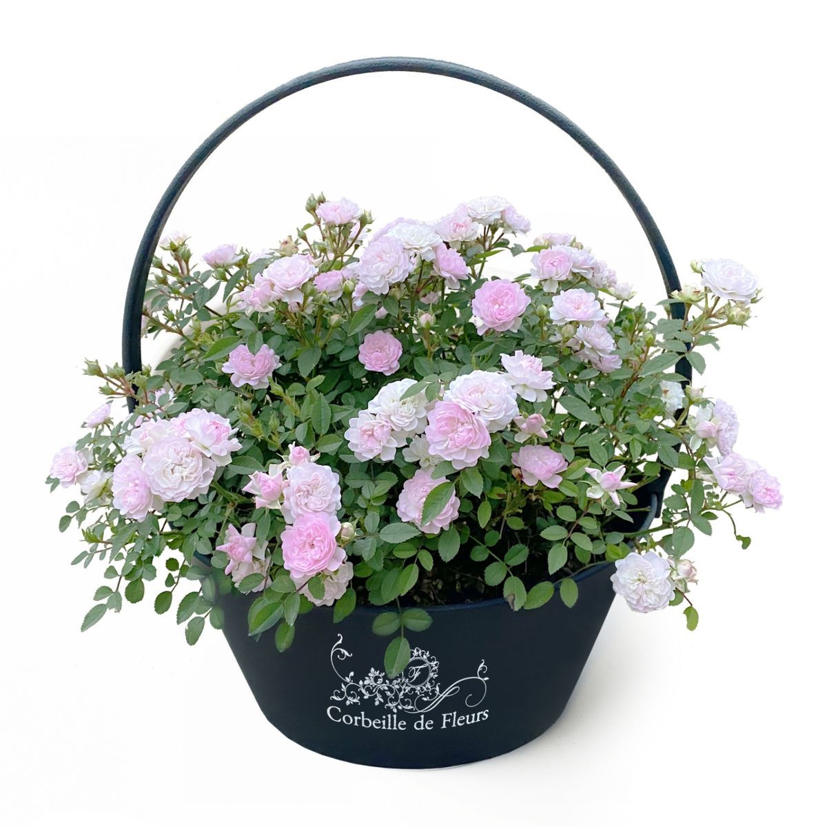 【5/5-10着（着日指定不可）】ハートフォーユー