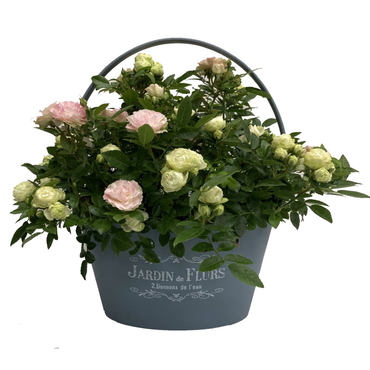 【5/5-10着（着日指定不可）】ポリアンサローズ