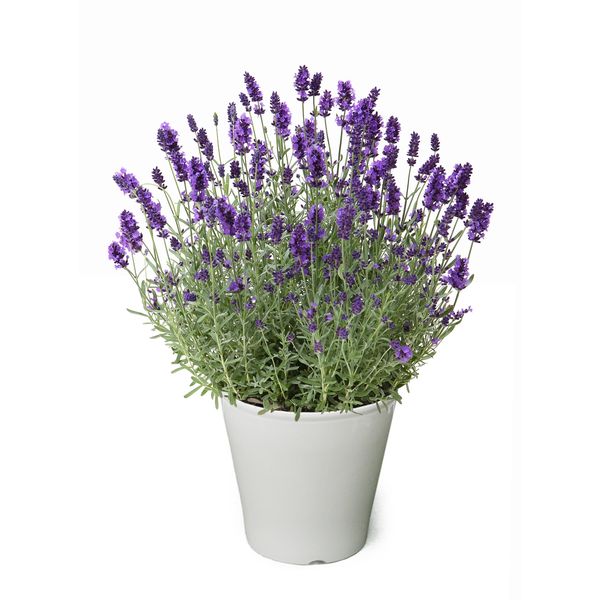 【5/5-10着（着日指定不可）】イングリッシュラベンダー「ほのか」