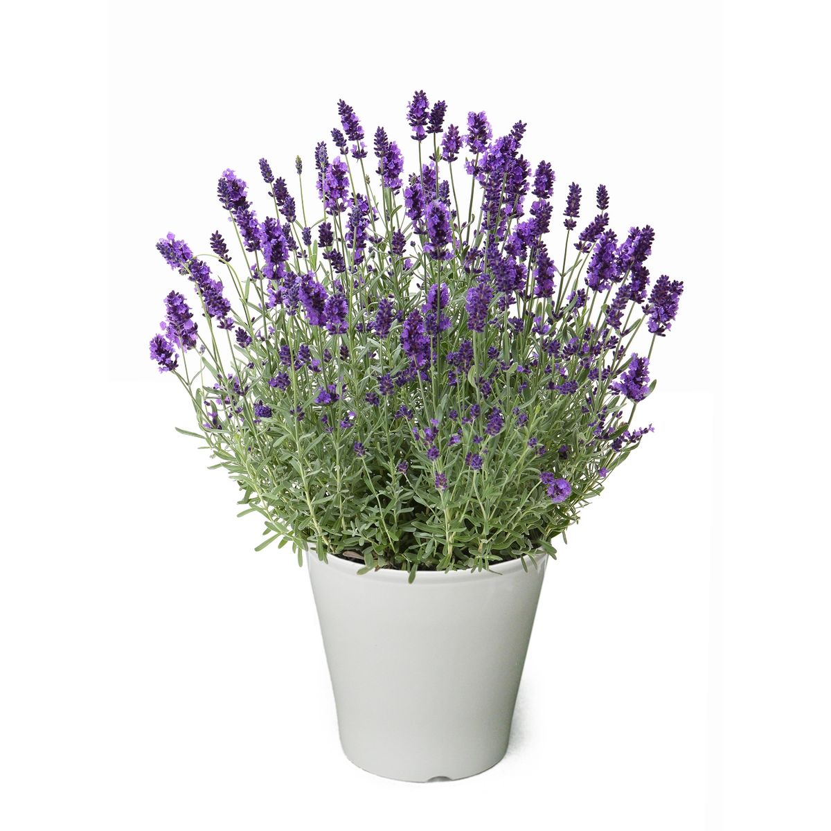 【5/5-10着（着日指定不可）】イングリッシュラベンダー「ほのか」