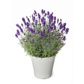 【5/5-10着（着日指定不可）】イングリッシュラベンダー「ほのか」