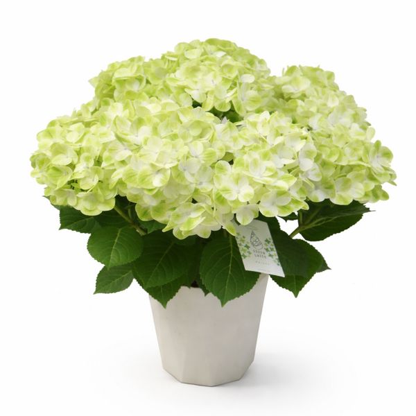 【5/5-10着（着日指定不可）】紫陽花・グリーンラテ
