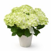 【5/5-10着（着日指定不可）】紫陽花・グリーンラテ