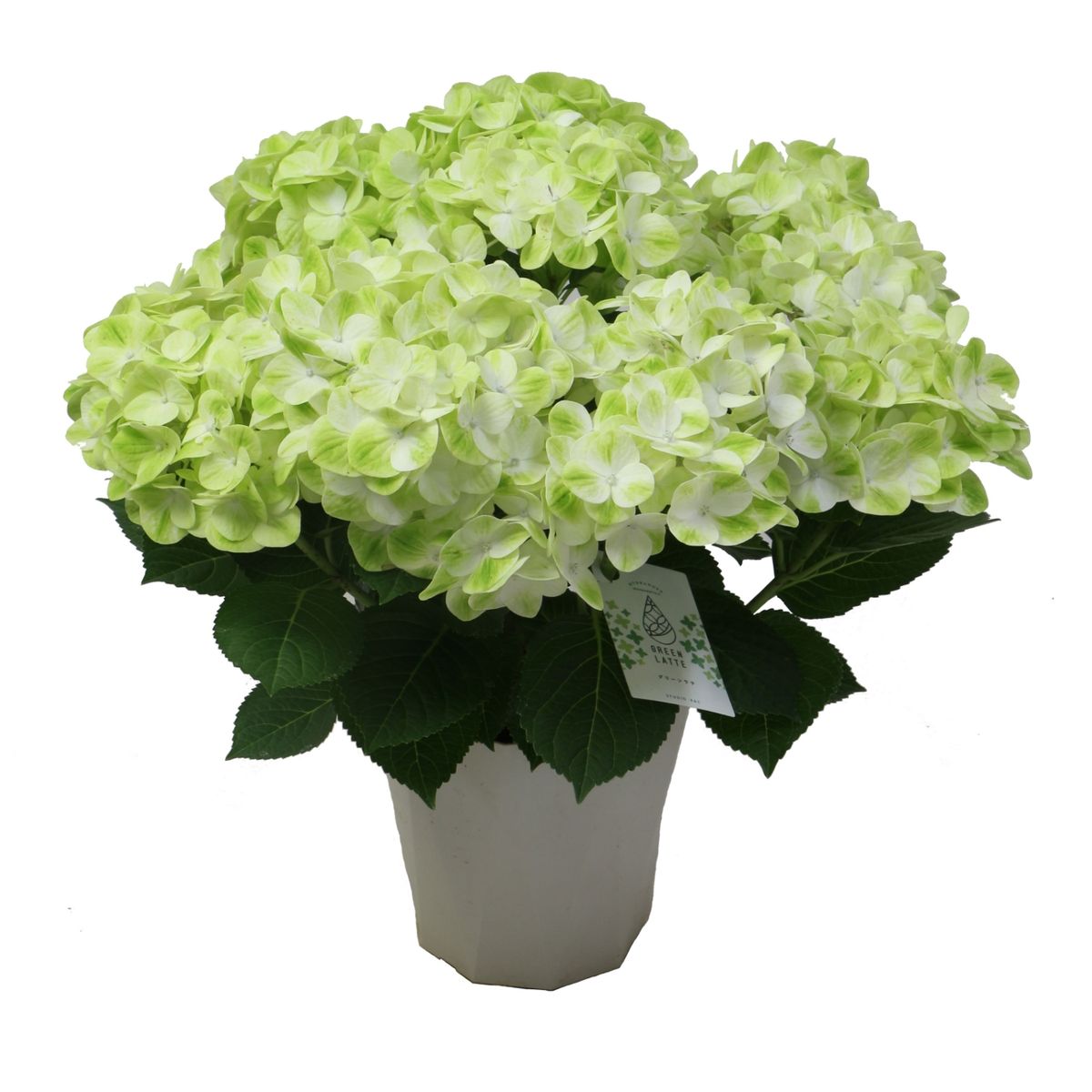 【5/5-10着（着日指定不可）】紫陽花・グリーンラテ