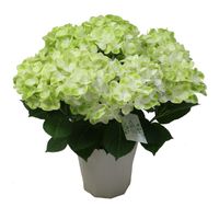 【5/5-10着（着日指定不可）】紫陽花・グリーンラテ