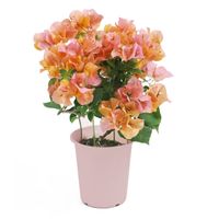 【5/5-10着（着日指定不可）】ブーゲンビリア「カリフォルニアオレンジ」