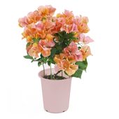 【5/5-10着（着日指定不可）】ブーゲンビリア「カリフォルニアオレンジ」