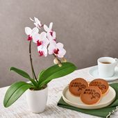 【5/5-10着（着日指定不可）】ミディコチョウラン鉢植え＋徳島なると金時のどら焼き