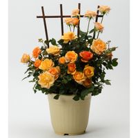 【5/5-10着（着日指定不可）】コルデスローズ・マンダリナ