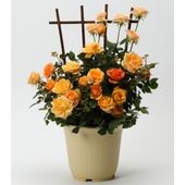 【5/5-10着（着日指定不可）】コルデスローズ・マンダリナ