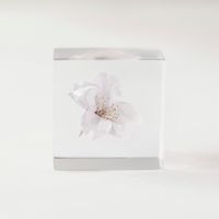 Sola cube/ソメイヨシノ