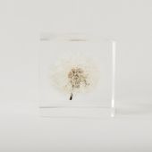 Sola cube/タンポポ 5cm
