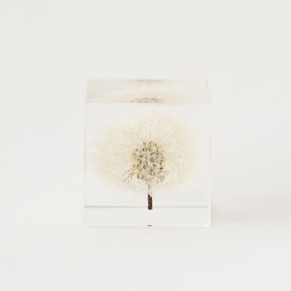 Sola cube/タンポポ 4cm -手のひらの上の「小宇宙」 - スタイルストア