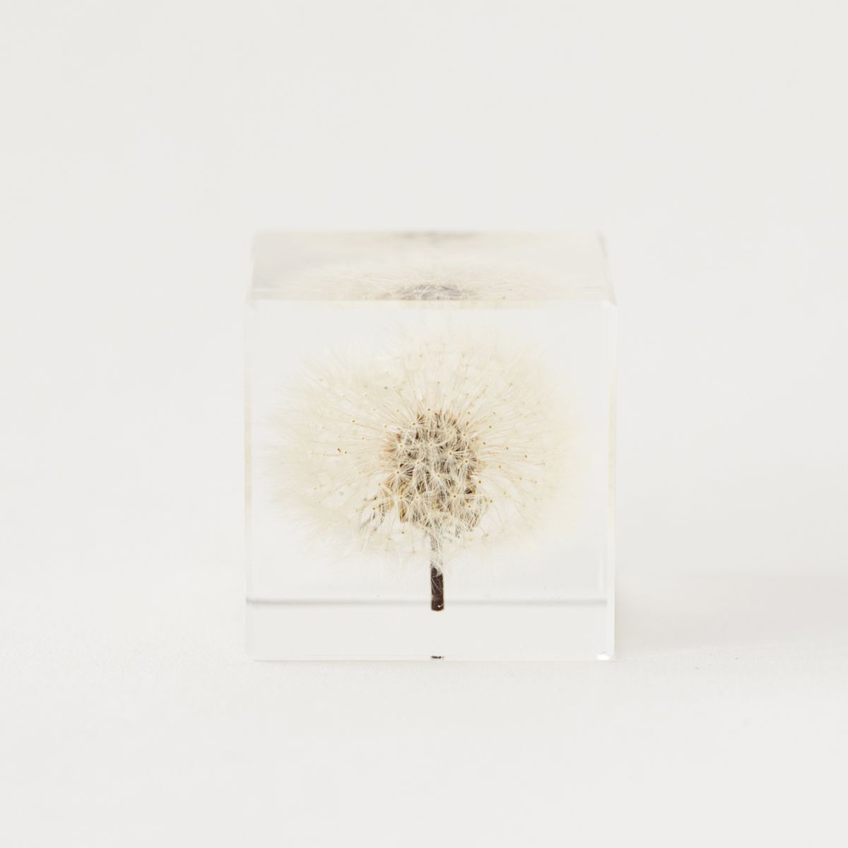 Sola cube/タンポポ 4cm