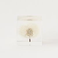 Sola cube/タンポポ 4cm