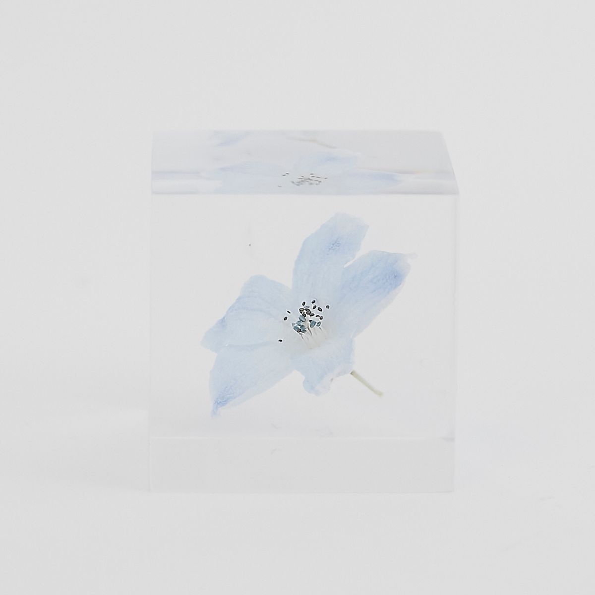 Sola cube/デルフィニウム