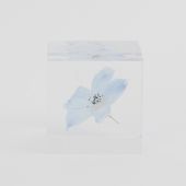 Sola cube/デルフィニウム