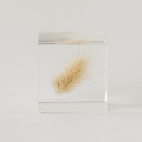 Sola cube/ウサギノオ