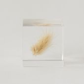 Sola cube/ウサギノオ