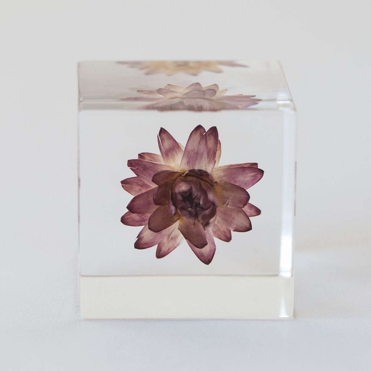 Sola cube/カイガラソウ