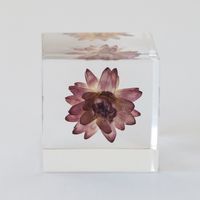 Sola cube/カイガラソウ