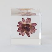 Sola cube/カイガラソウ