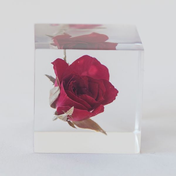 Sola cube/バラ -バラの一番美しい瞬間を閉じ込めて - スタイルストア