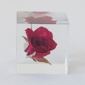 Sola cube/バラ