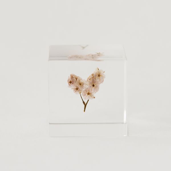 Sola cube/サマーチェリー