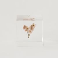 Sola cube/サマーチェリー